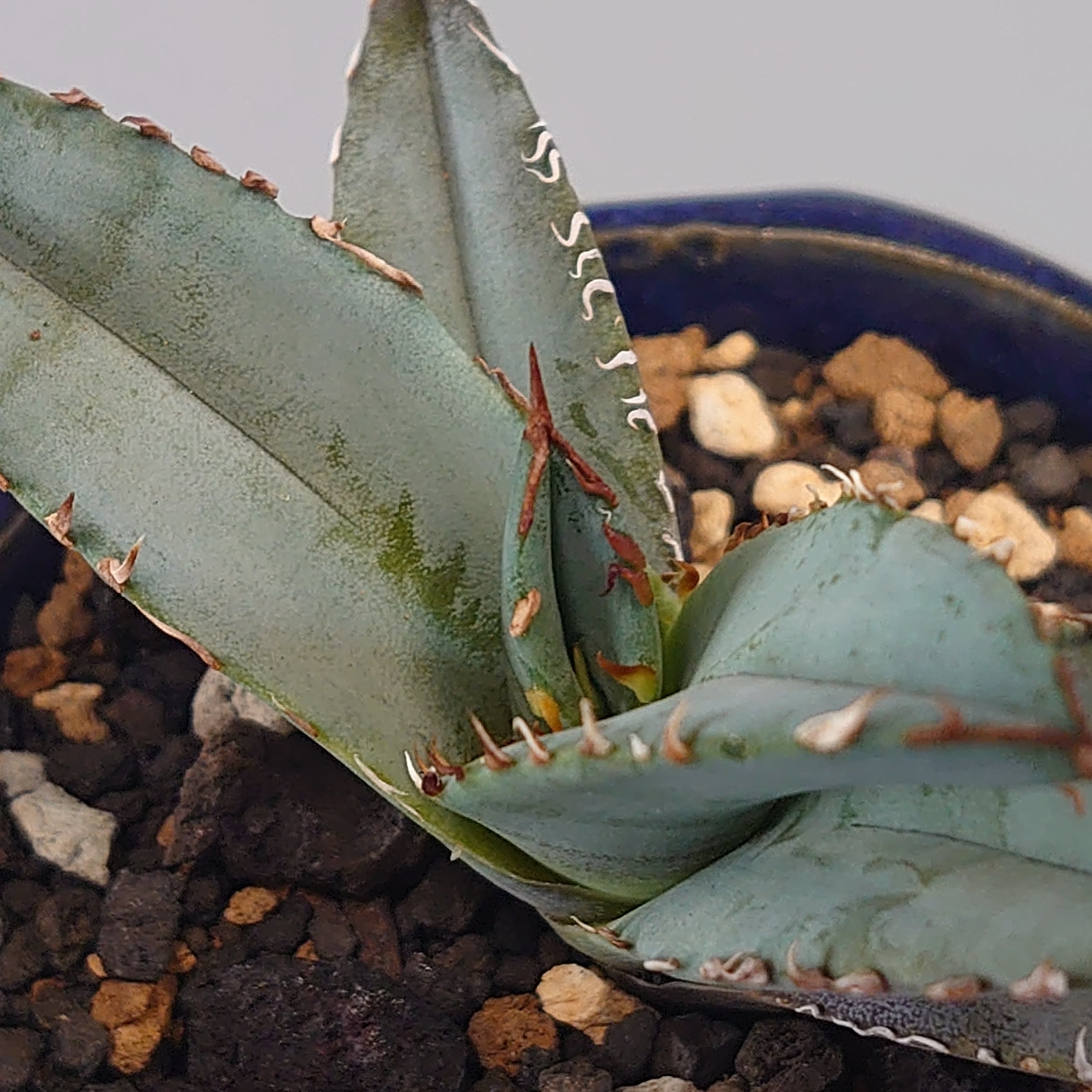 チタノタ ブルー アガベ Agave titanota blue 多肉植物 | plantsbomb