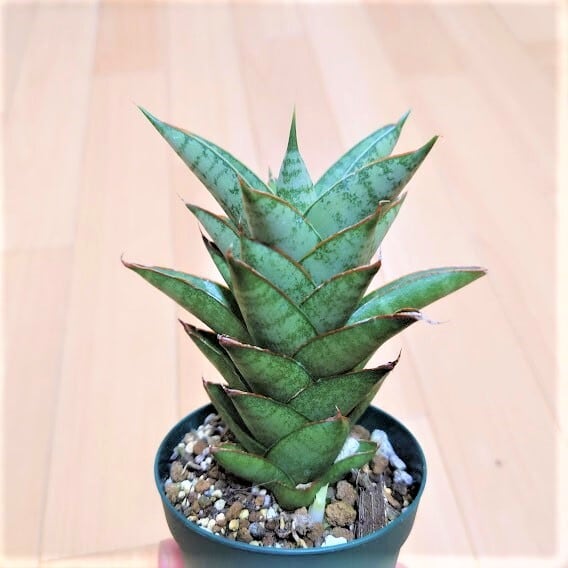 サンスベリア パゴダ 1 Sansevieria Pagoda hyb