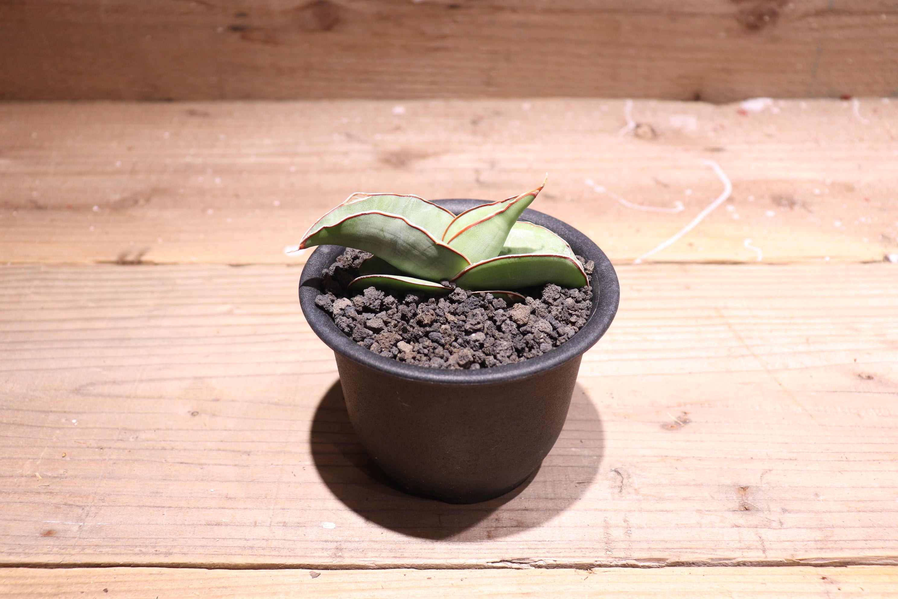 送料無料】Sansevieria ehrenbergii 'Banana'〔サンセベリア〕現品発送