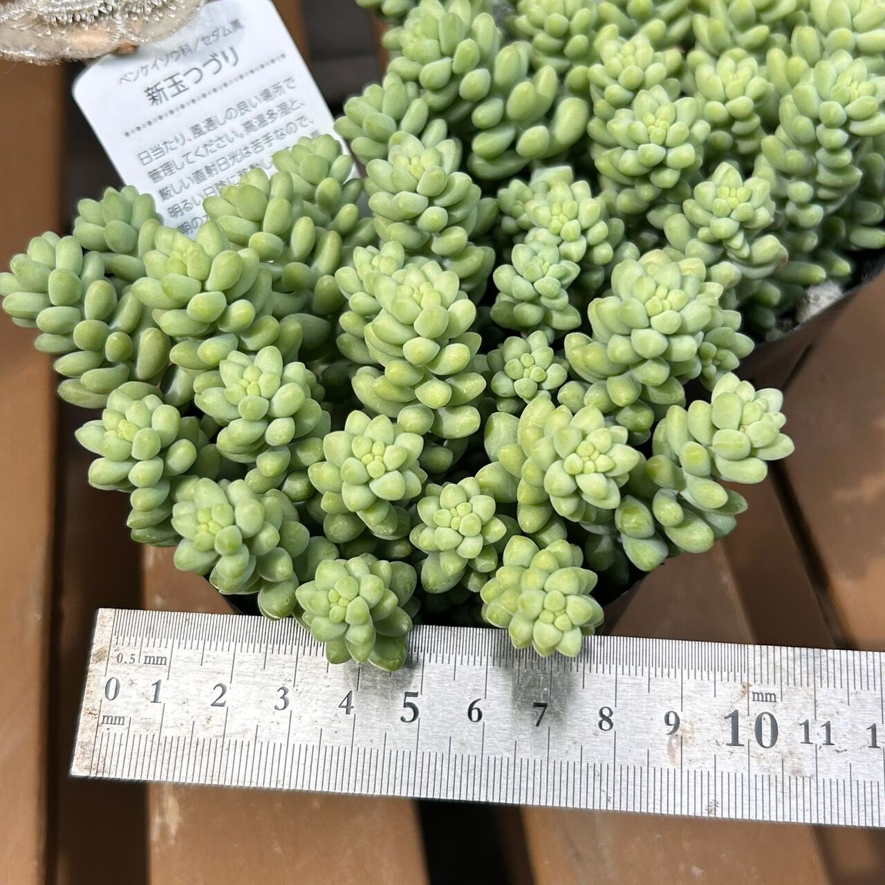 新玉つづり | RuPo 多肉植物専門店