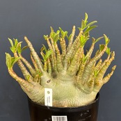 【特選品】アデニウム アラビカム(アラビクム)コンパクトグリーン【818】