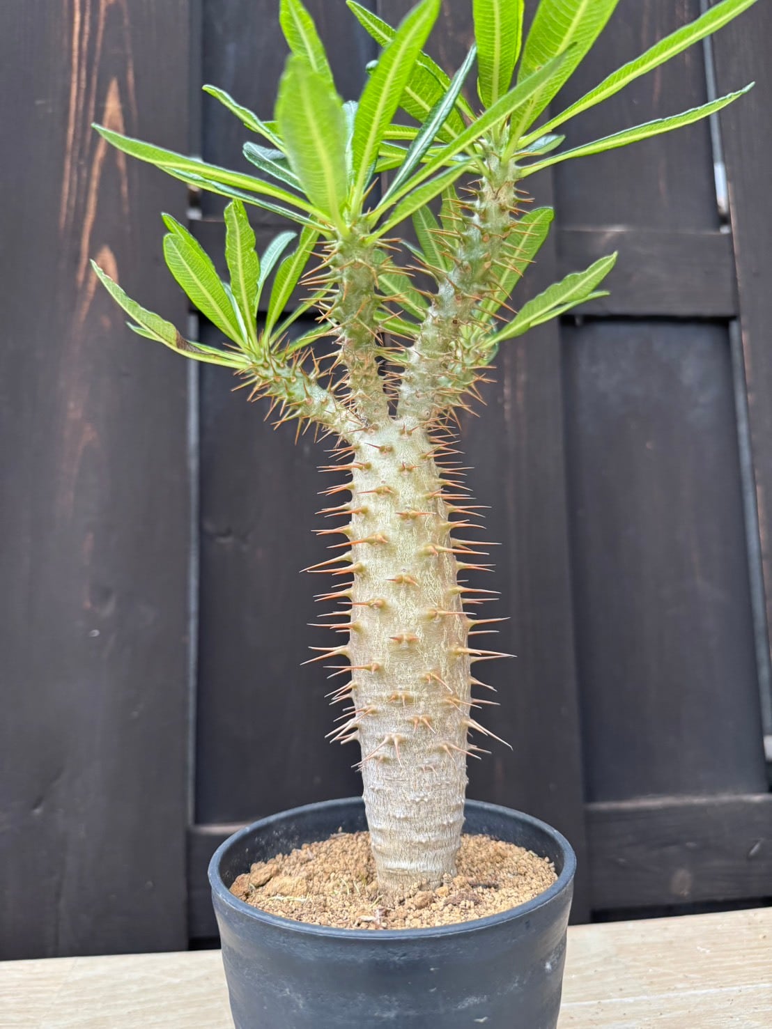 塊根植物 -caudex- | 青坊主-aobouzu-