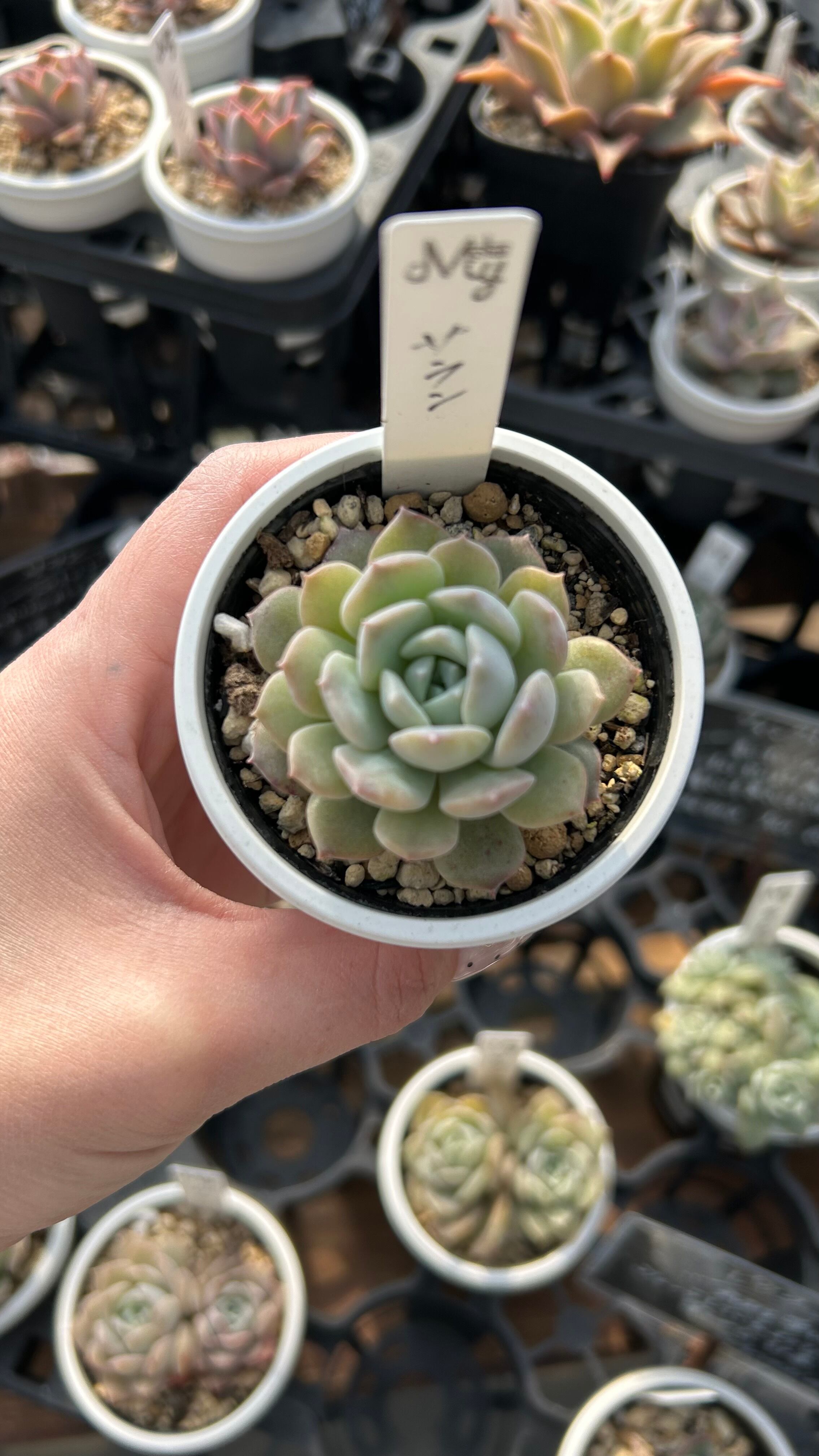 サラン 多肉植物 エケベリア 安心の生産ポットそのまま販売（8個選ん