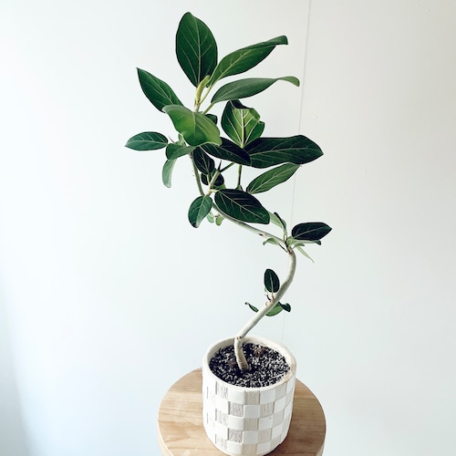 【SALE】フィカス ベンガレンシス 曲がり 上品で洗練されたインテリアグリーン 観葉植物
