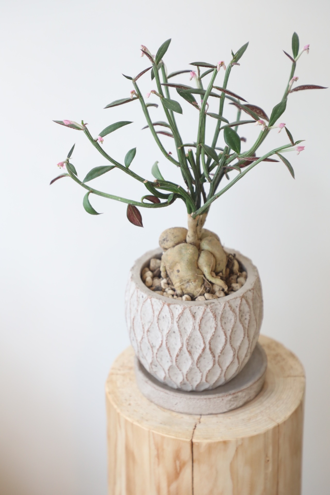 モナデニウム ルベルム/Monadenium montanum var. rubellum　※陶器鉢付き