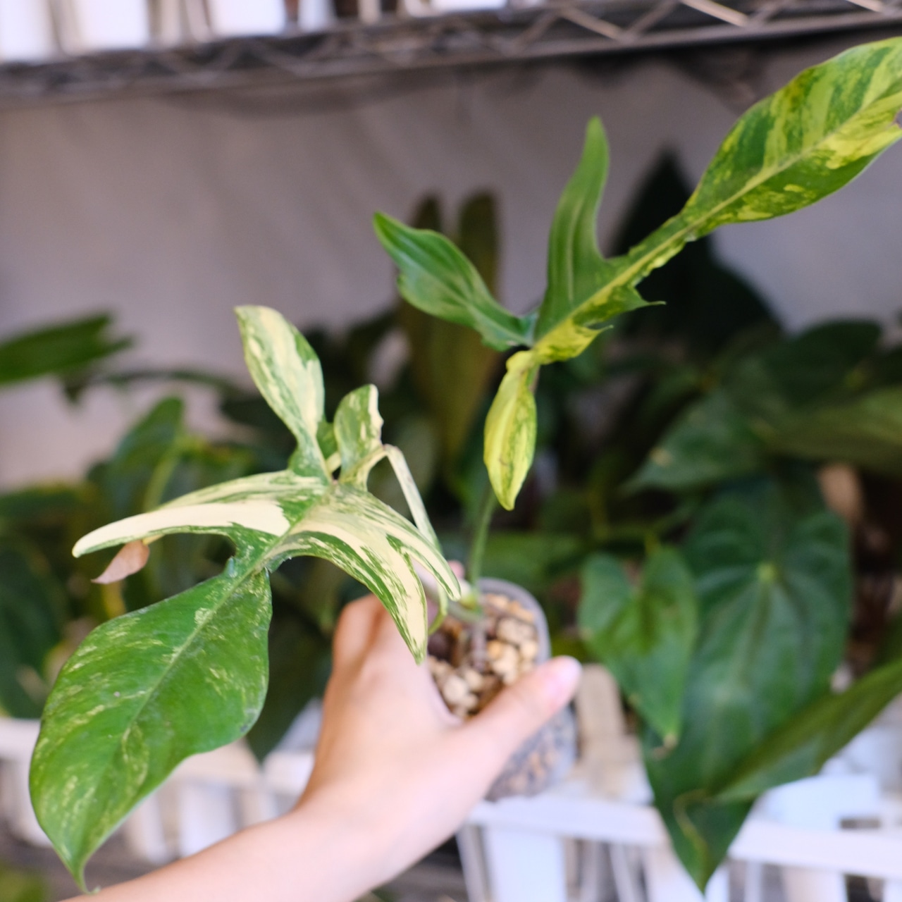 フィロデンドロン フロリダビューティー / Philodendron Florida beauty⑤ / 観葉植物<育て方・花言葉>