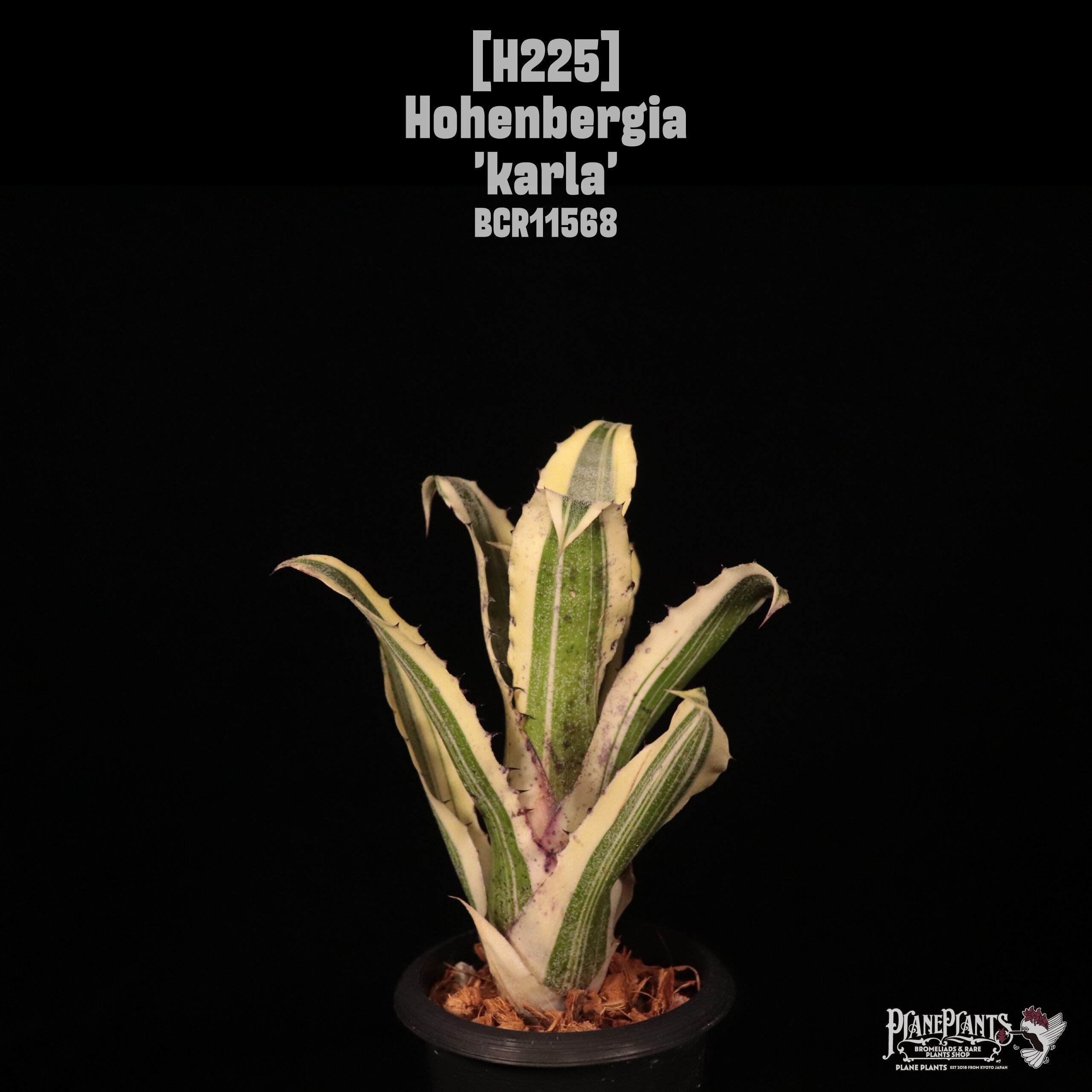 新春SALE! 1. ホヘンベルギア ☆ Hohenbergia 'Ouchi' (sp. Brazil