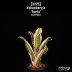 【送料無料】Hohenbergia 'Karla'〔ホヘンベルギア〕現品発送H225