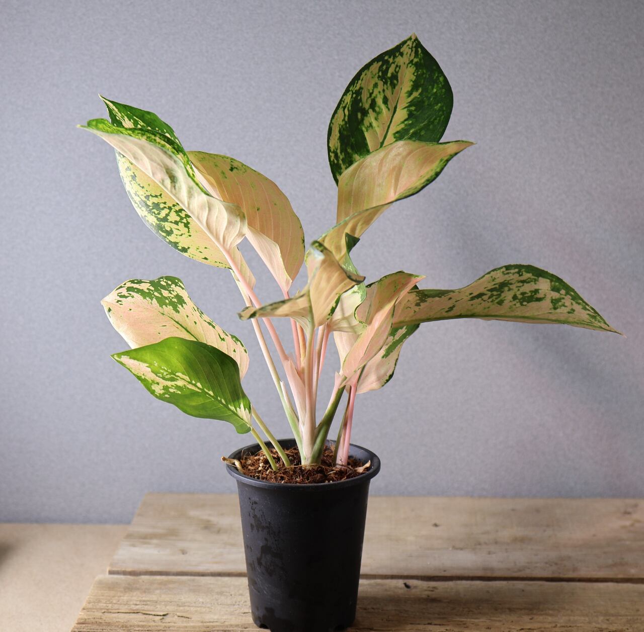 407 やさしい光をまとう『アグラオネマ アマゾン』観葉植物 【送料無料