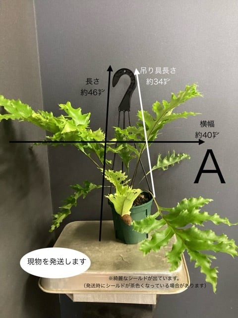 ドリナリア クエルシフォリア シダ植物 着生植物 観葉植物【おしゃれ