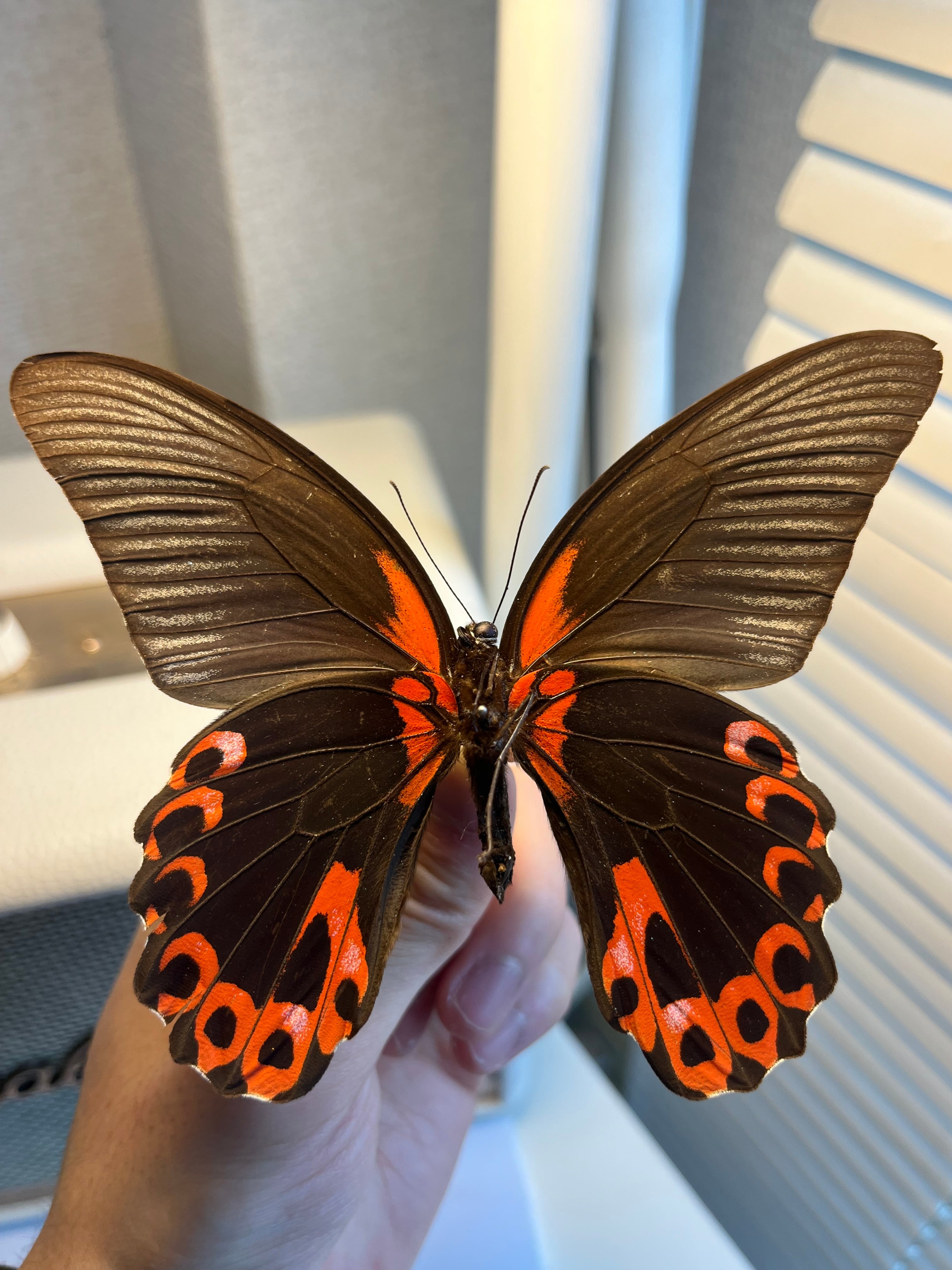 【発色良好】ブラッドレッドヒヨケムシ Dinorhaxウデムシ 奇蟲標本 リトル2】ブラッドレッドヒヨケムシ Dinorhaxウデムシ 奇蟲標本 標本