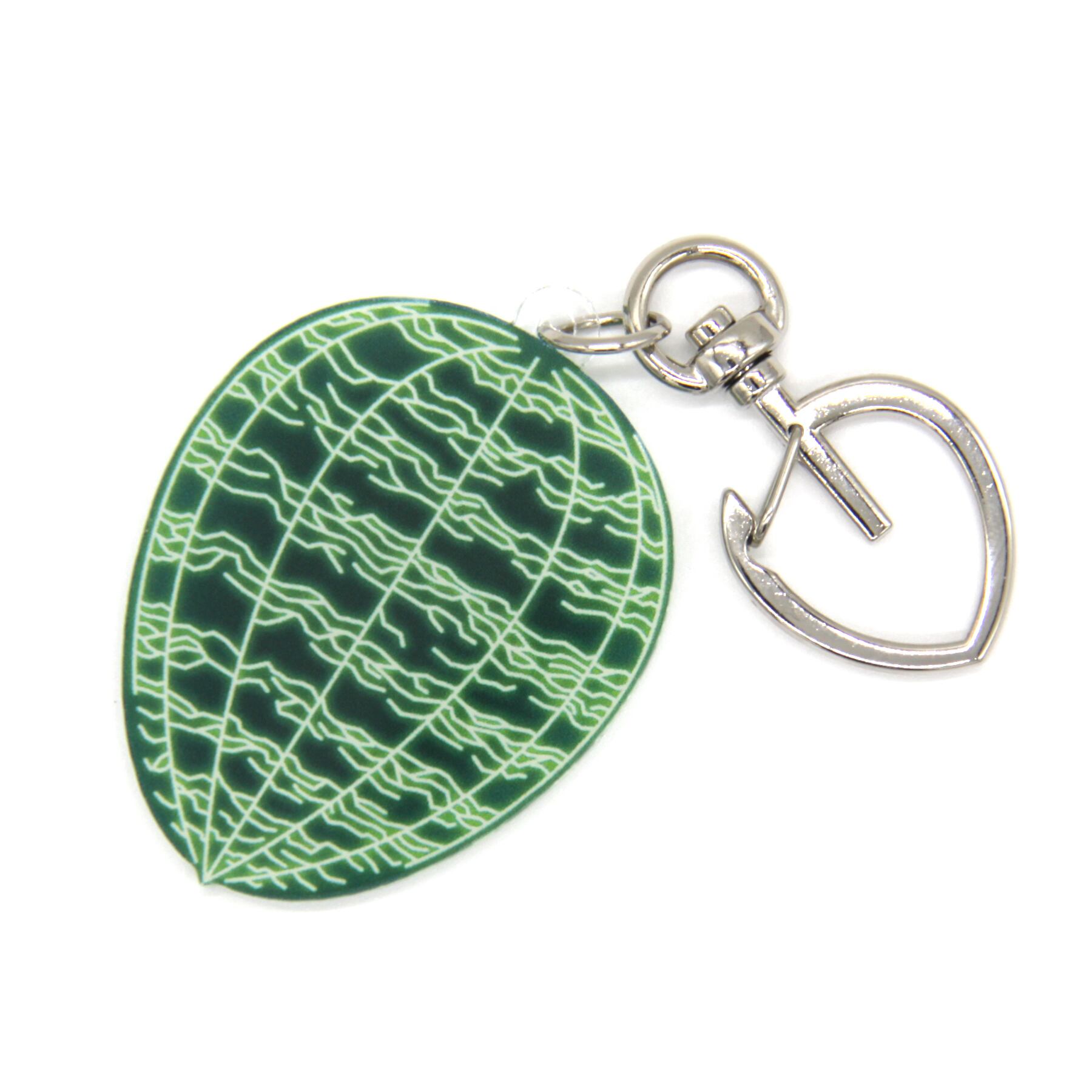 Bucephalandra pubes 