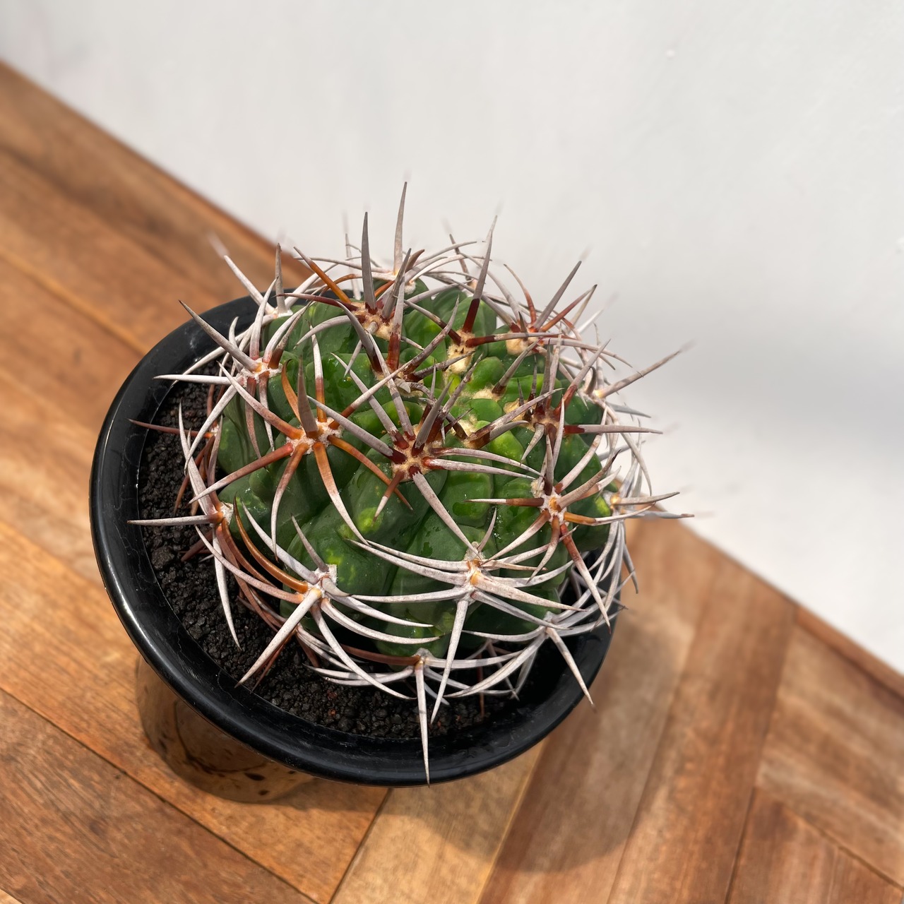 Gymnocalycium hybopleurum v. ferocior【ギムノカリキウム・フェロシオール】