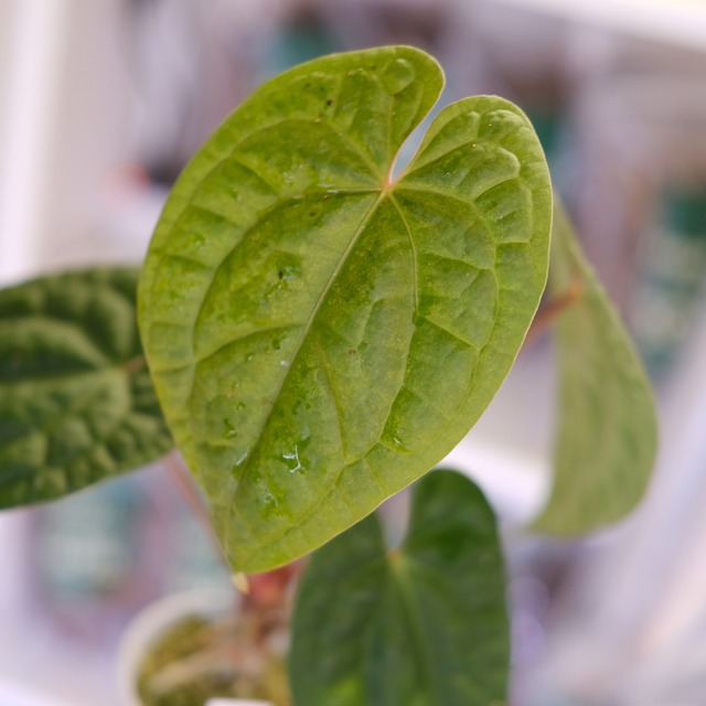 Anthurium Zara Michelle × Anthurium luxurians ｜アンスリウム・ミシェル × ルクスアリンス②｜観葉植物