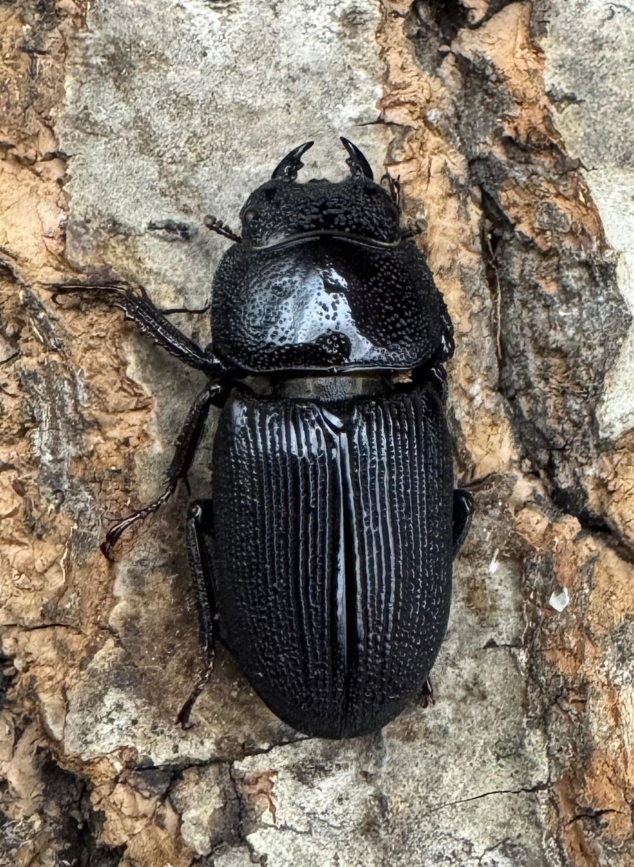 【WD】《ドルクスリンビン 27mm ♂♀♀トリオ》