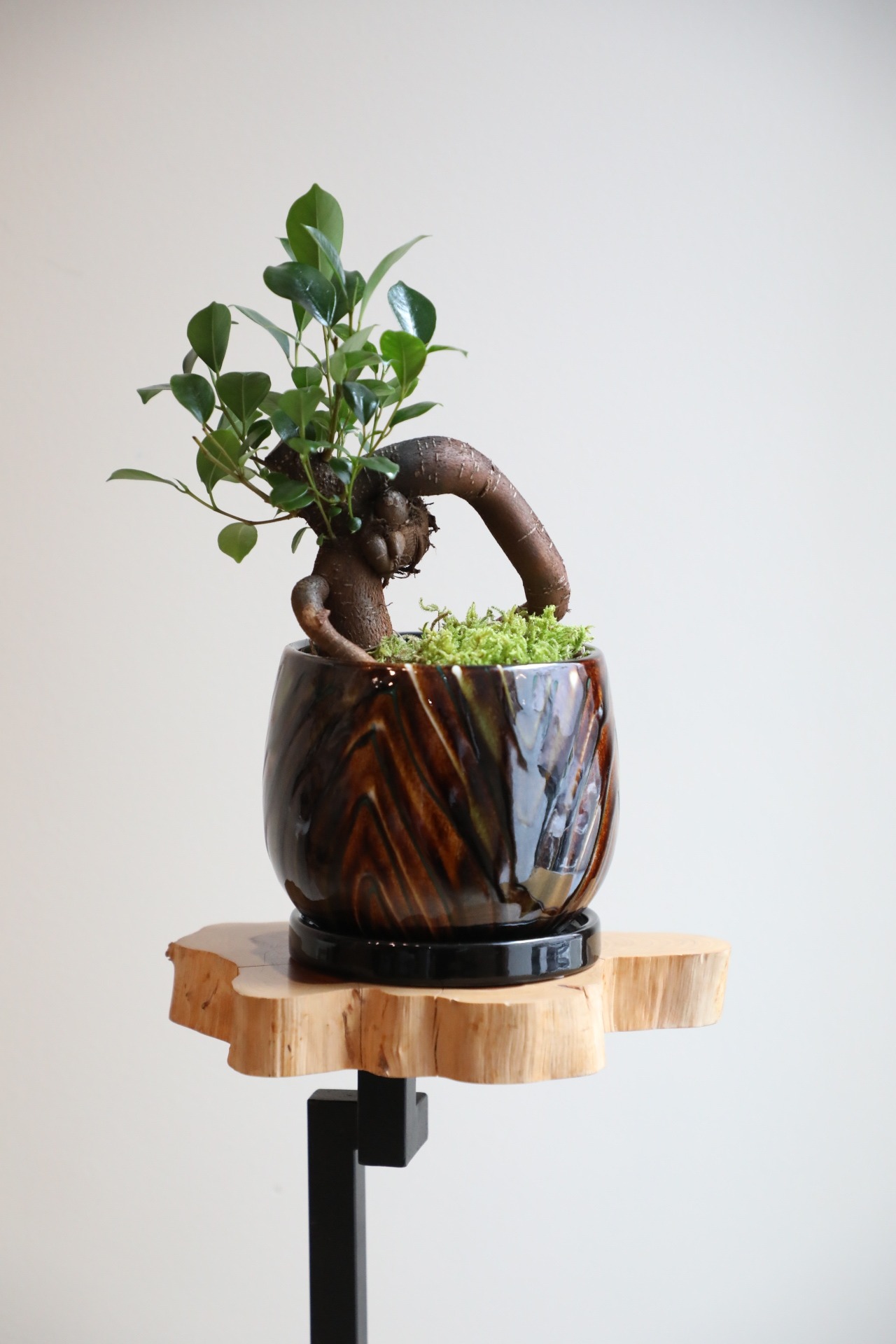 【M】ガジュマル/Ficus microcarpa　※陶器鉢付き