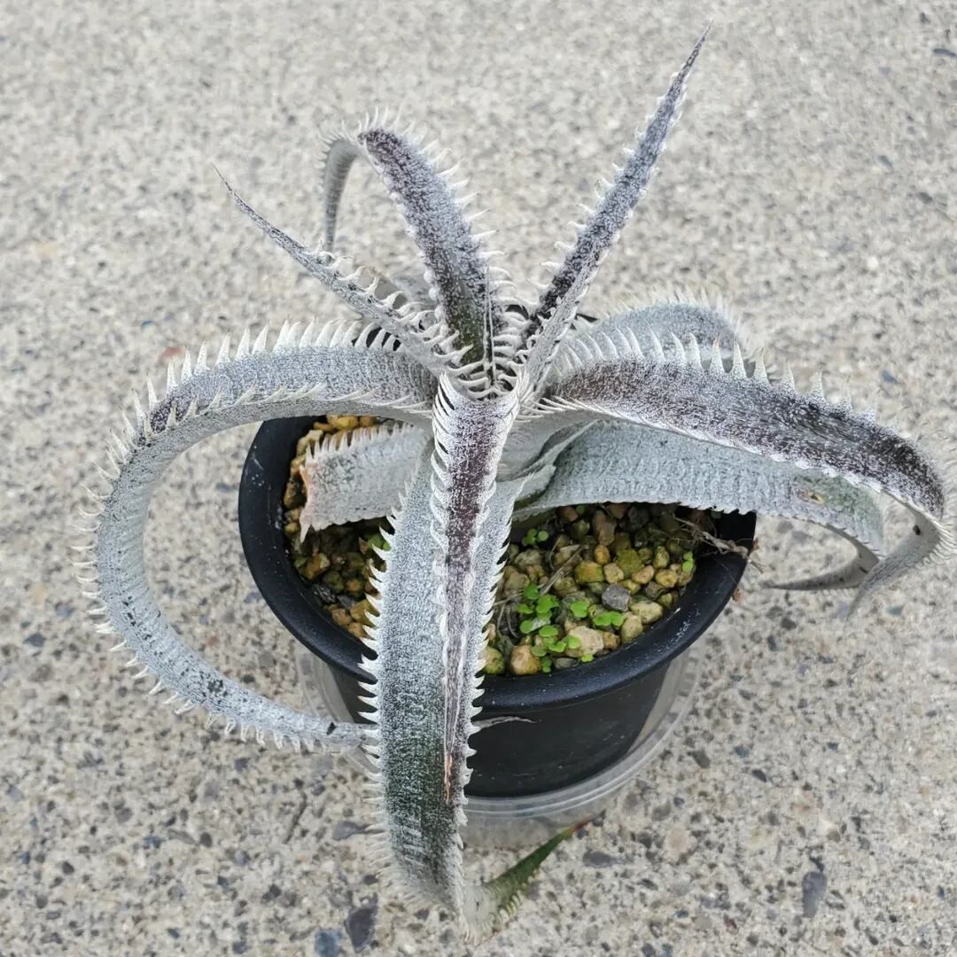 F00261_Dyckia 'A-J'：ディッキア・A-J（子株） | レアプランツ