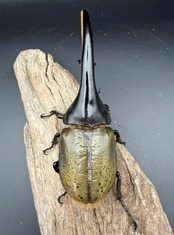 《ヘラクレス・ヘラクレス 138mm ペア》