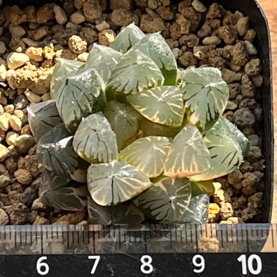 ハオルチア 竜爪 オブツーサ錦 | mocono_plants