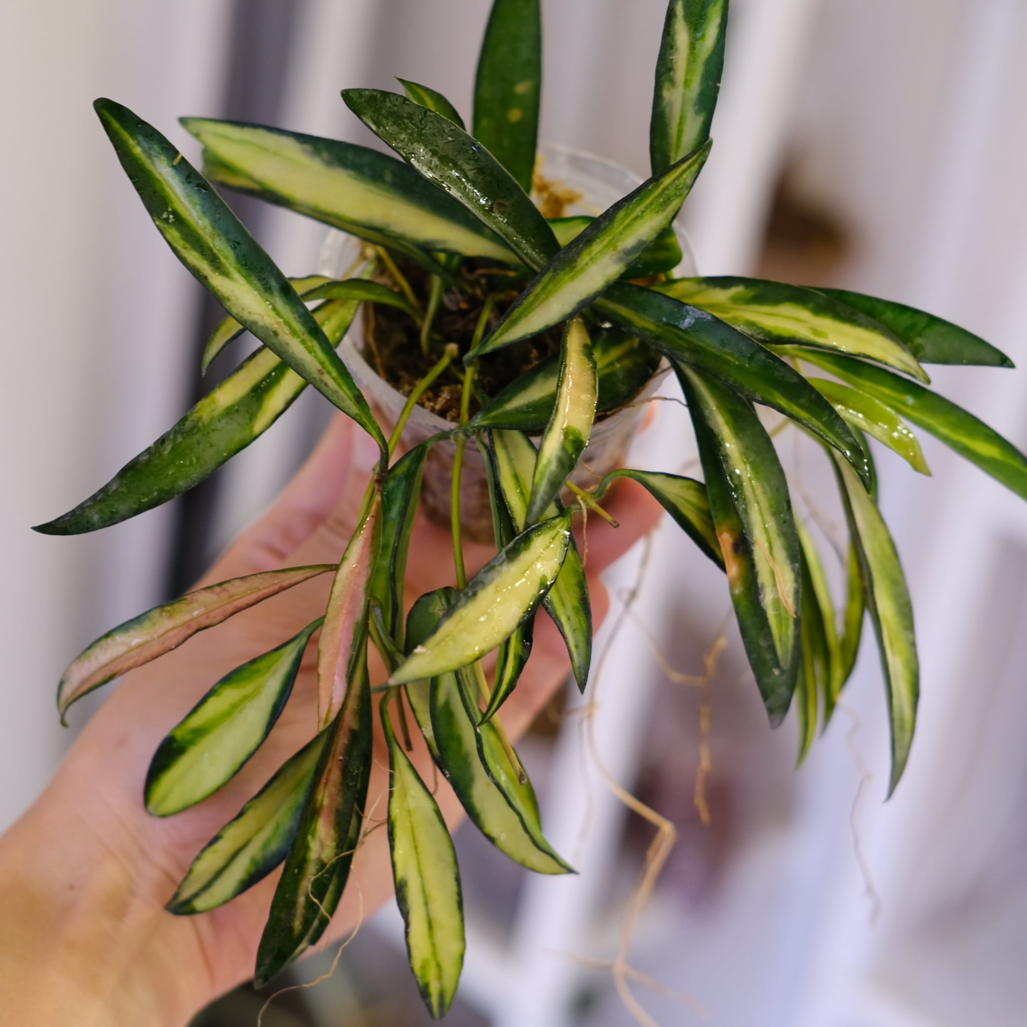 1~￥4,999 | tokyoplants / 観葉植物専門店