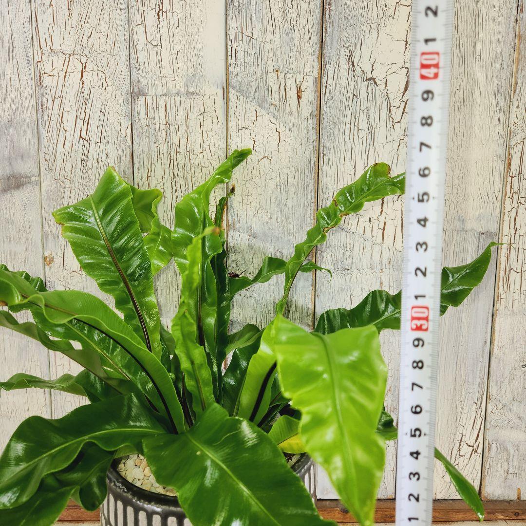 観葉植物 アスプレニウム ユニコーン | 陽華園