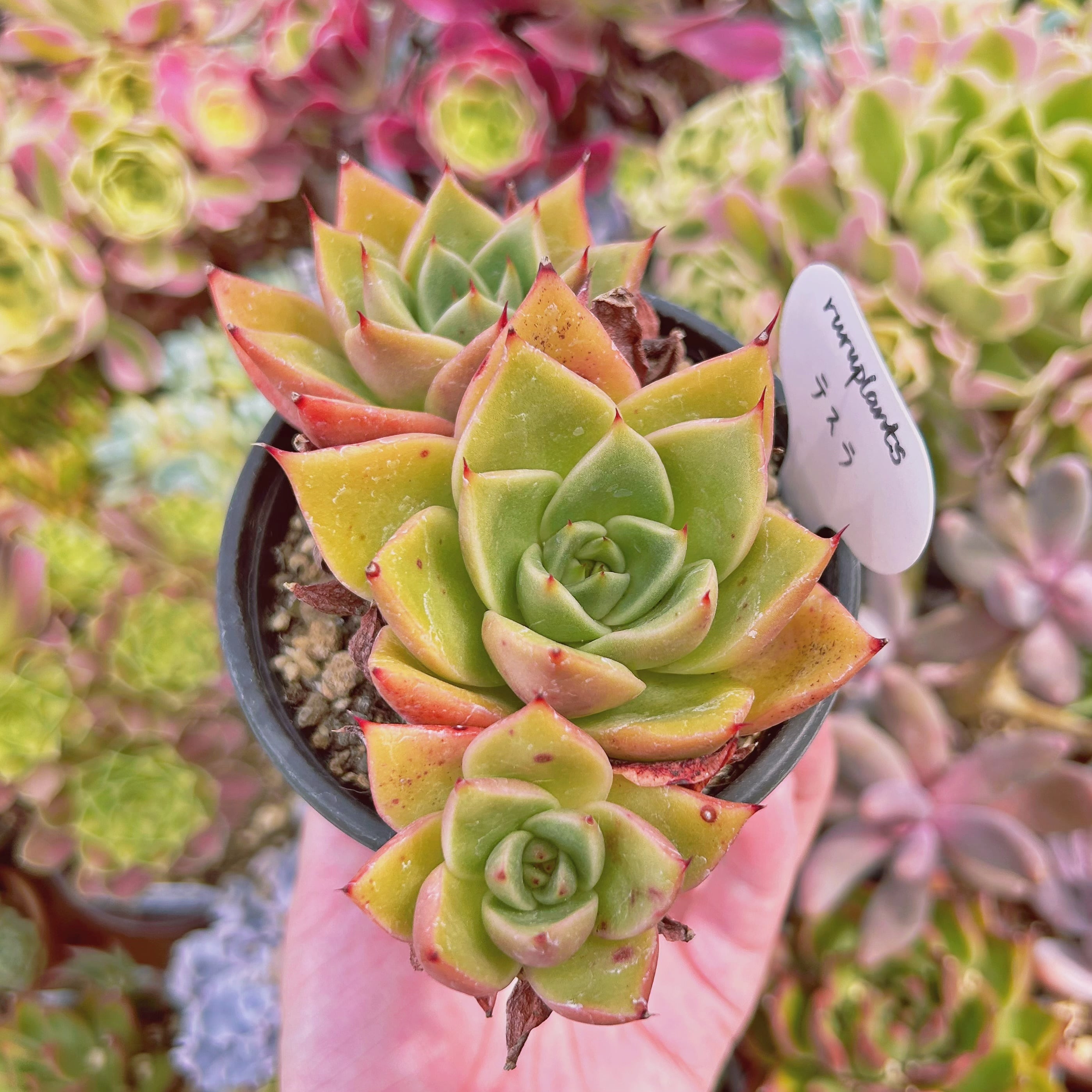ラスト最終追加20 テテラエンシス E.tetelaensis 多肉植物 現物 多肉植物 テスラ 特大 抜き苗 | るる農園~多肉植物専門