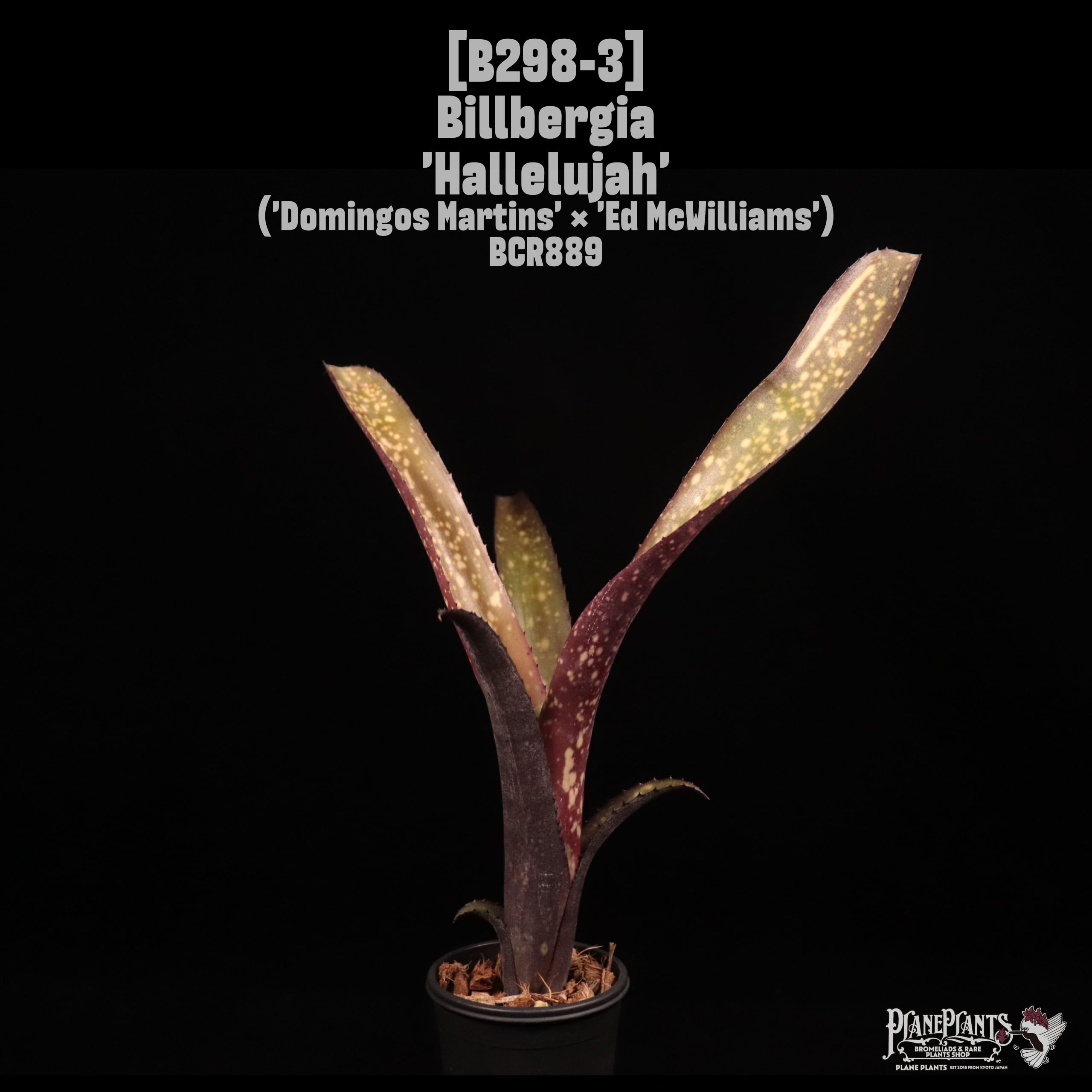 Billbergia 'Hallelujah'〔ビルベルギア〕B298-3