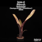 Billbergia 'Hallelujah'〔ビルベルギア〕B298-3