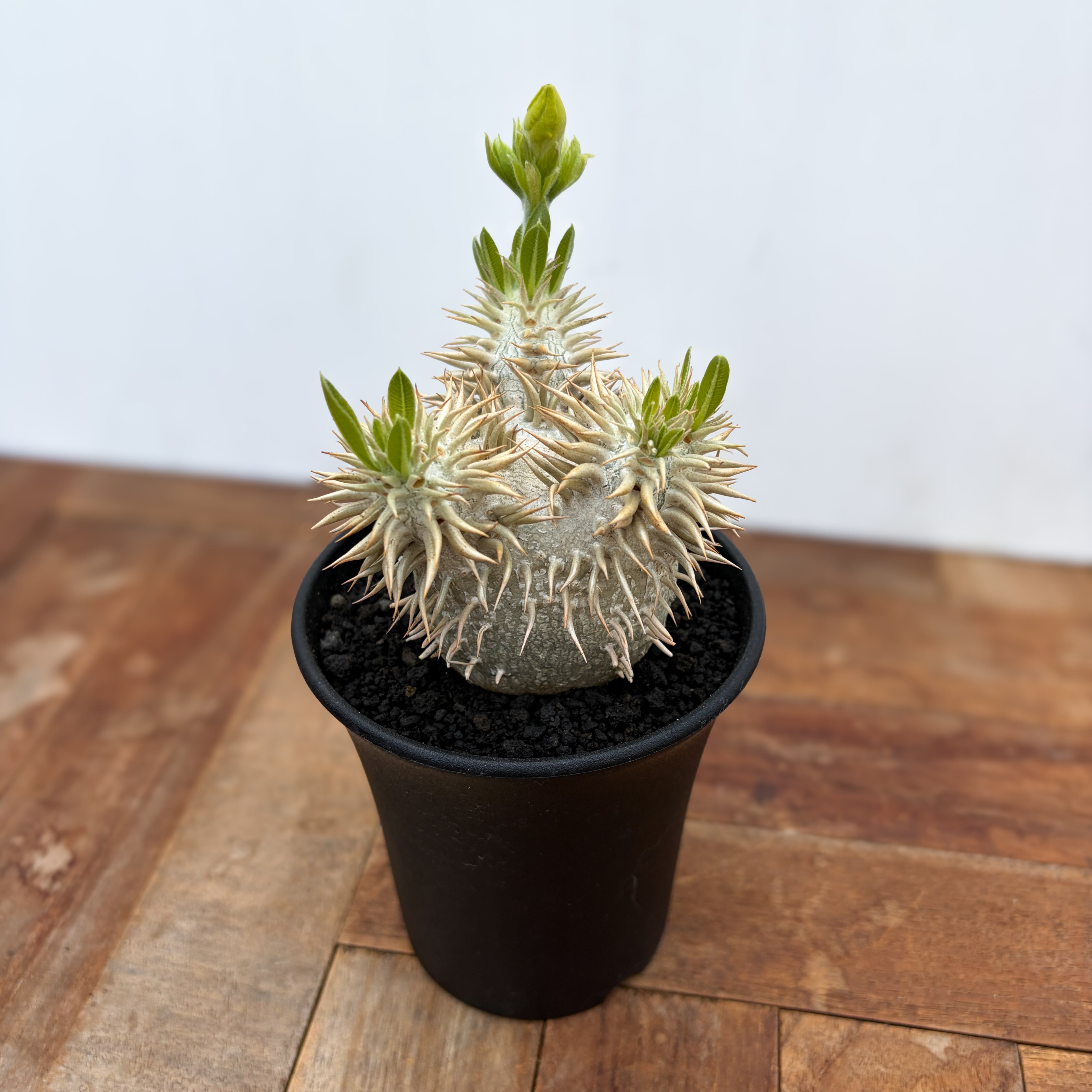 Pachypodium enigmaticum【パキポディウム・エニグマティクム・実生