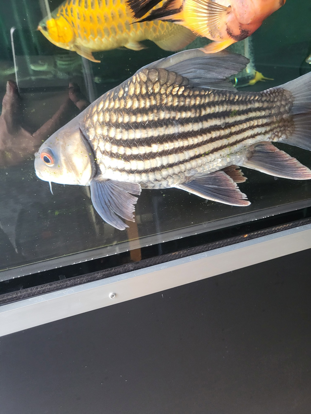 タイガーバルブ　ショート個体　±35cm
