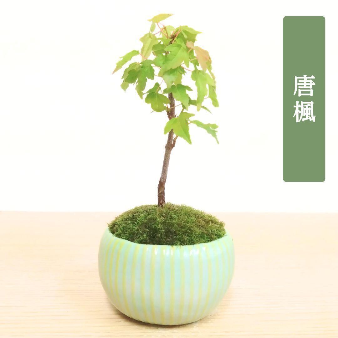 POTOCO 唐楓 カエデ 観葉植物 ストライプ 陶器鉢 盆栽 小品盆栽 苔玉