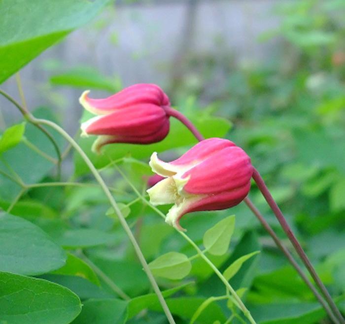 クレマチス あわい ヴィオルナ・テキセンシス系 | mateflowergarden