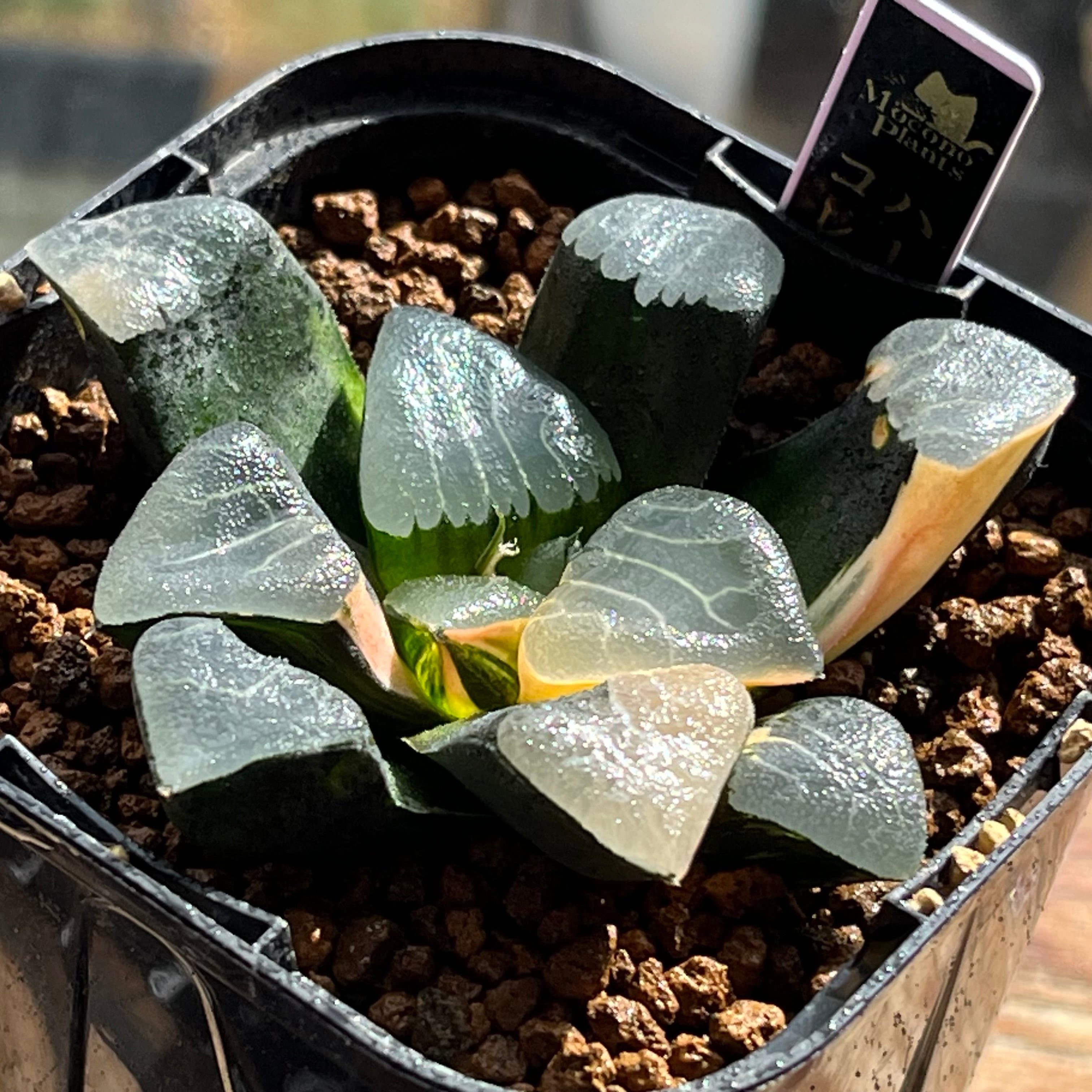 0195．多肉植物　ハオルチア　エメラルドLED錦×ベヌスタ交配種 ハオルチア エメラルドLED錦 | mocono_plants