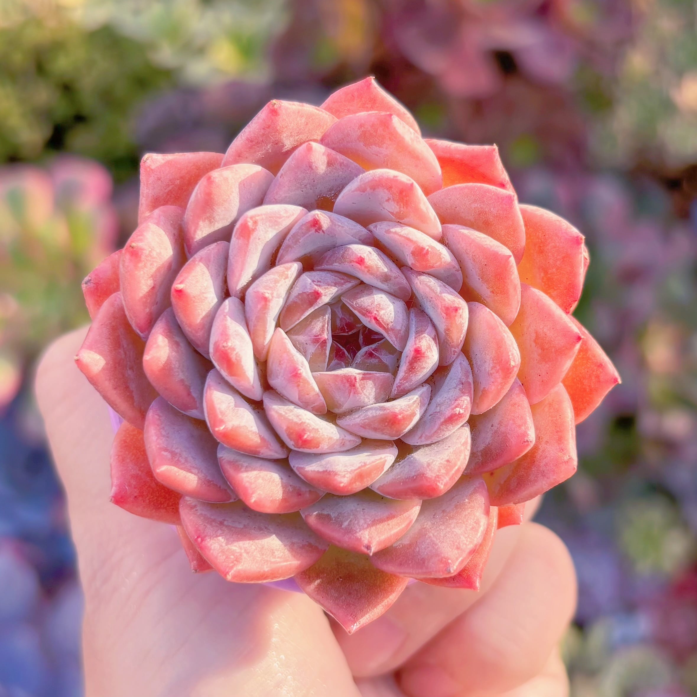 多肉植物　氷花　新入荷　るる農園