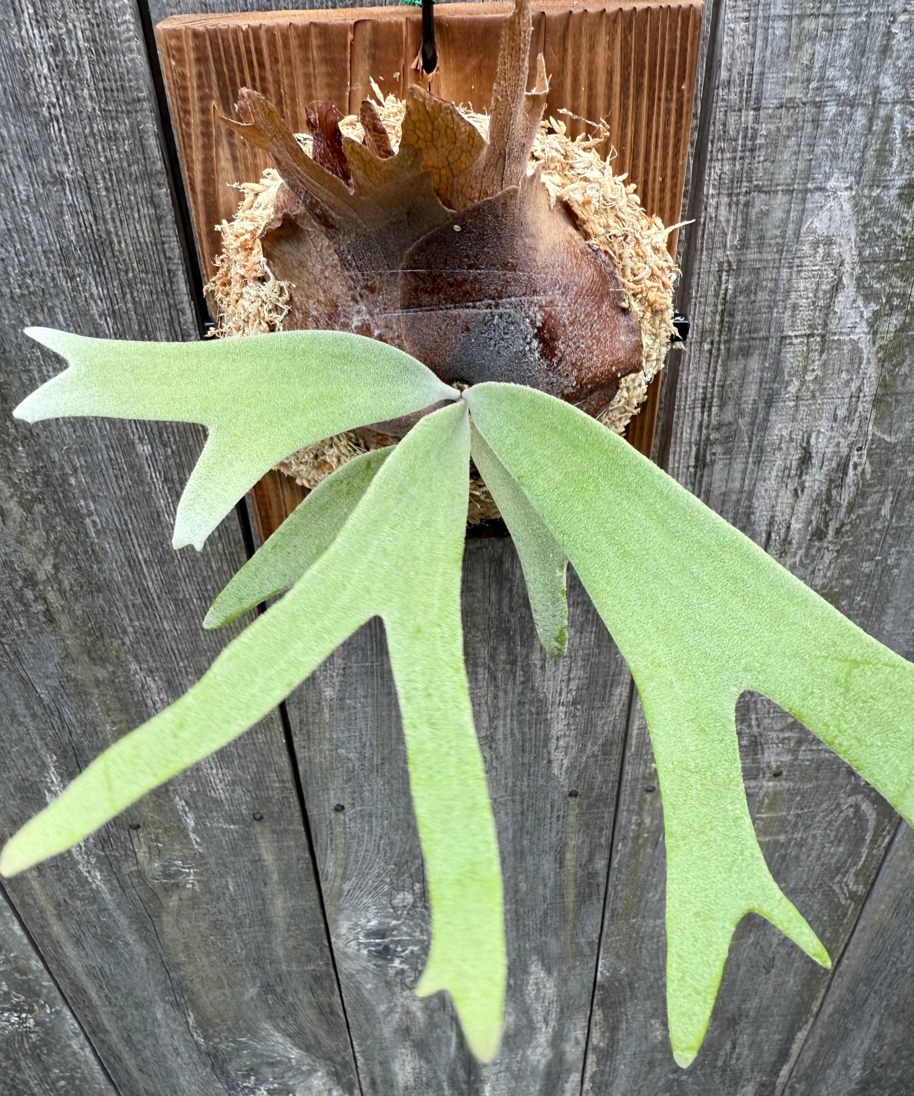 P. willinckii YAL (Mix Sporeling) | naturefix