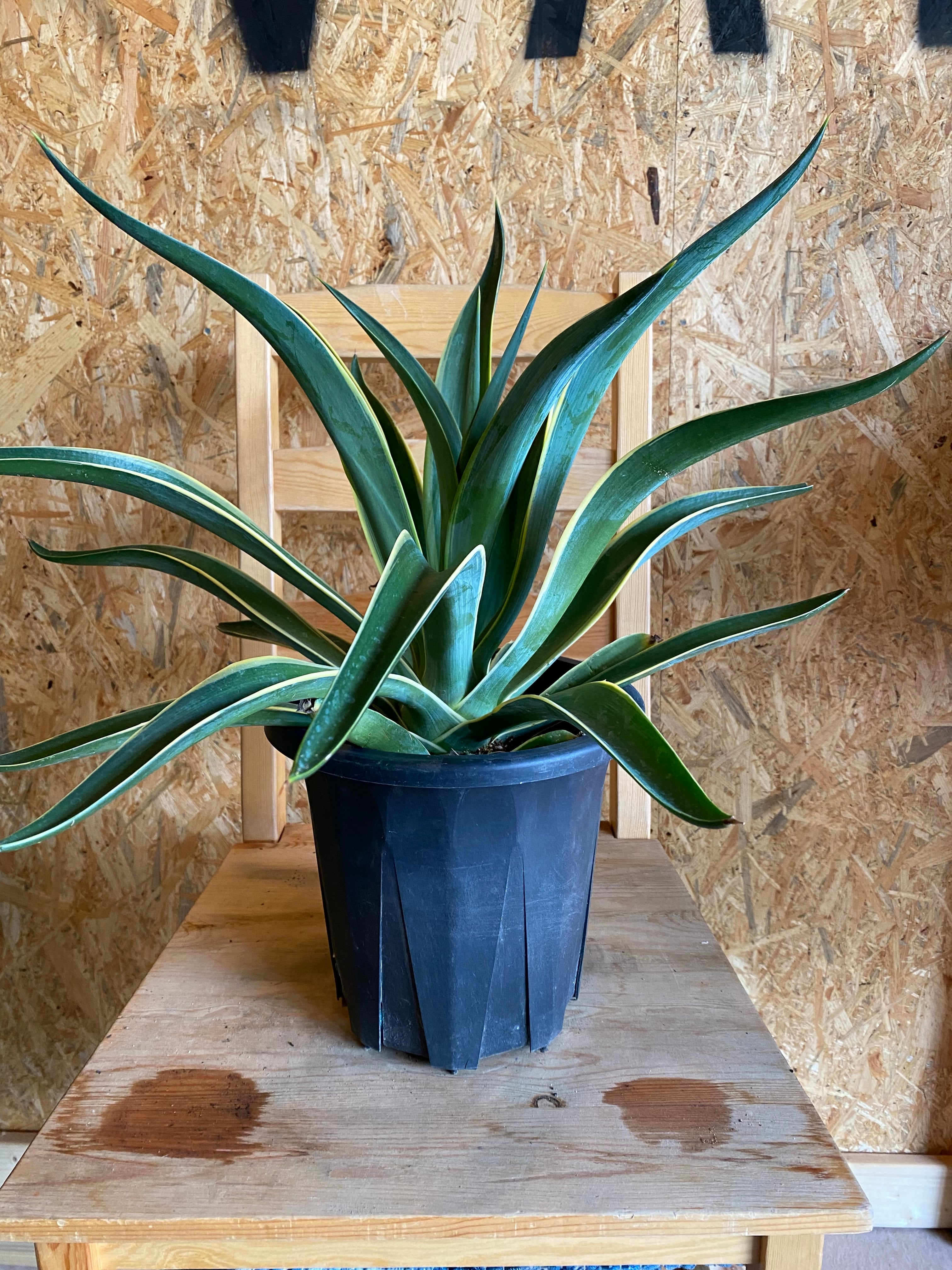 アガベ ベネズエラ H50cm W55cm 口径20cm