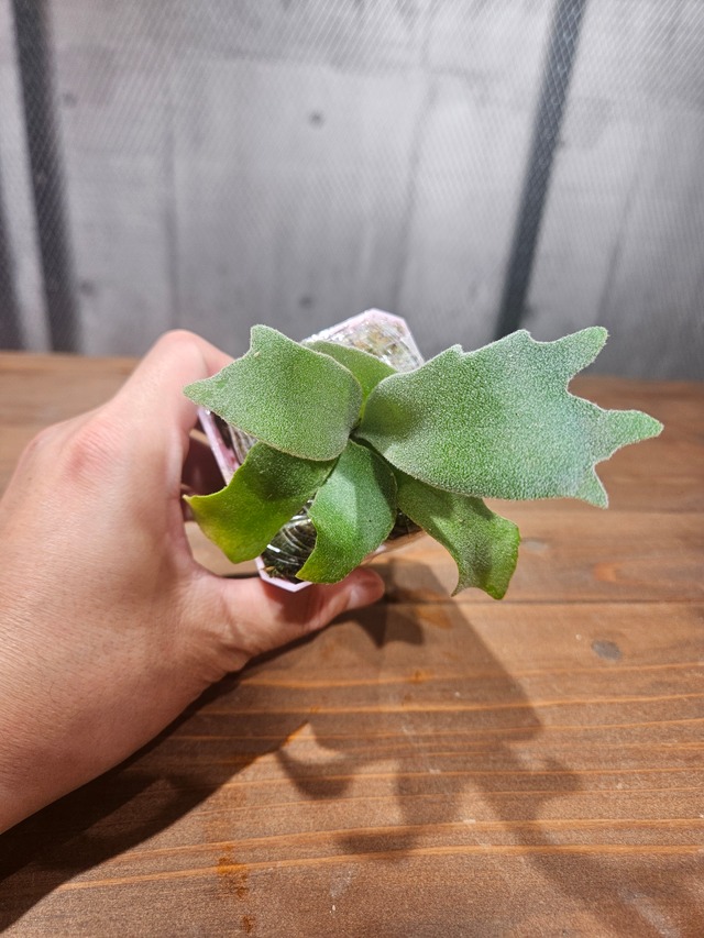 P.willinckii Cotton Cloud × P.Huldufolk Sporeling【artPLANTs/PLANTS GARAGE】 ビカクシダ/Platycerium