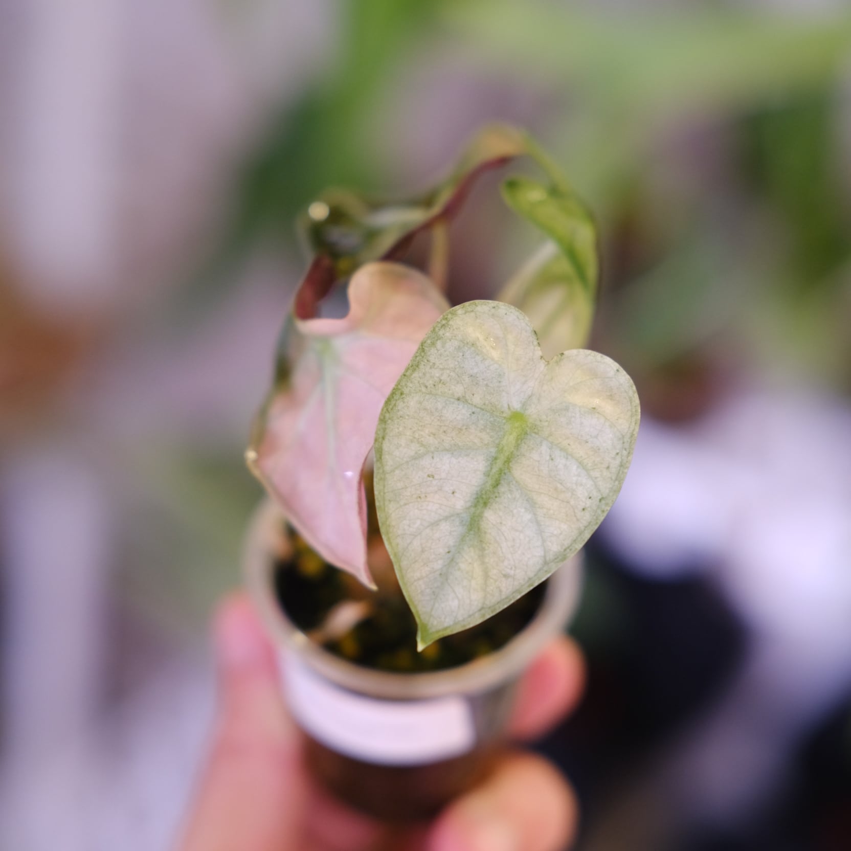 アロカシア ハートバルーン ピンク 台湾form ALOCASIA HEART BALLON PINK VARIGATED│アロカシア ハートバルーン