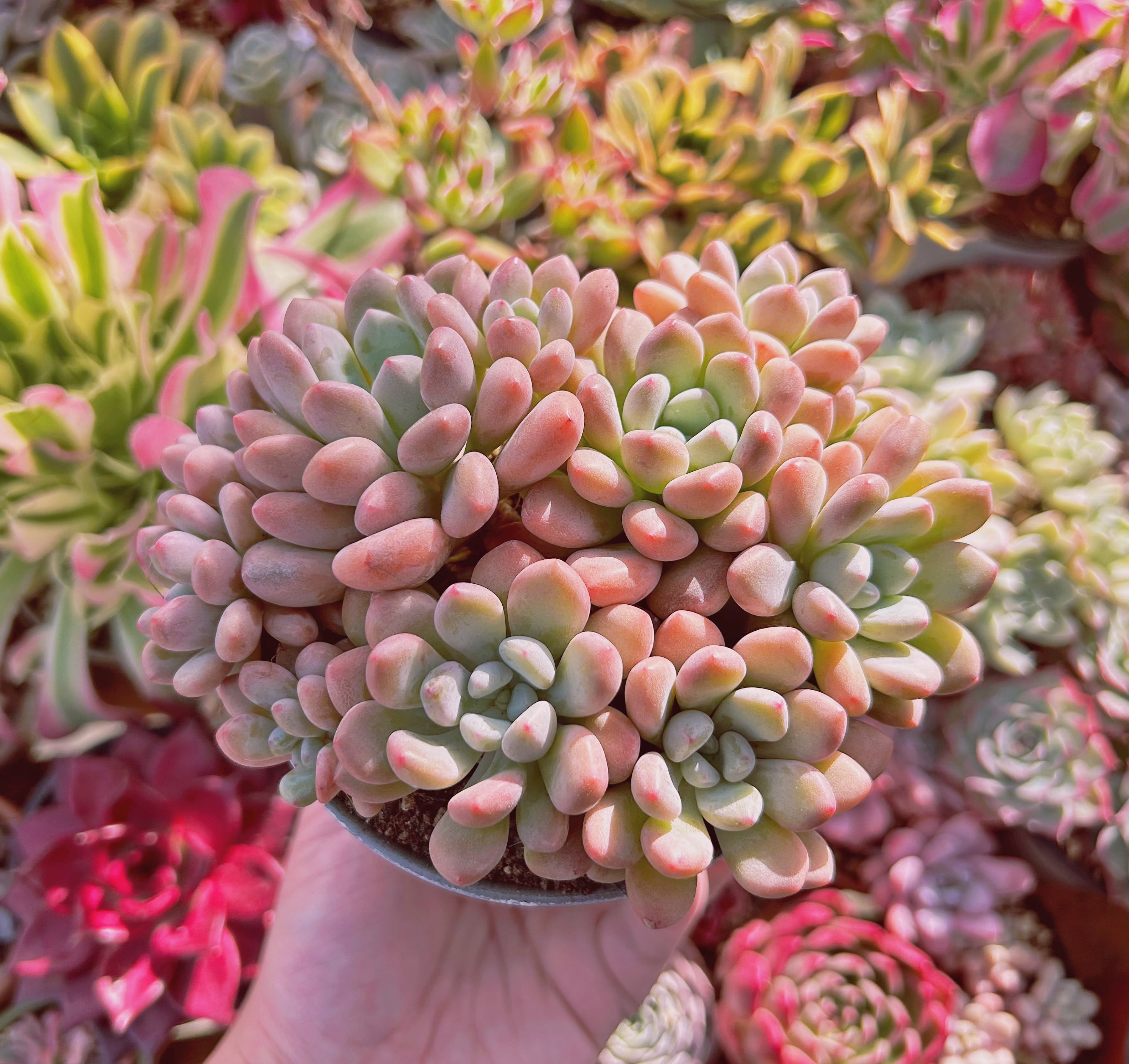 多肉植物　 ラブリーディア　8頭以上　特大群生　