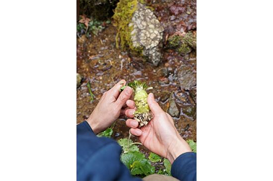 【清らかな辛味】わさび・1本(2/27発送開始)