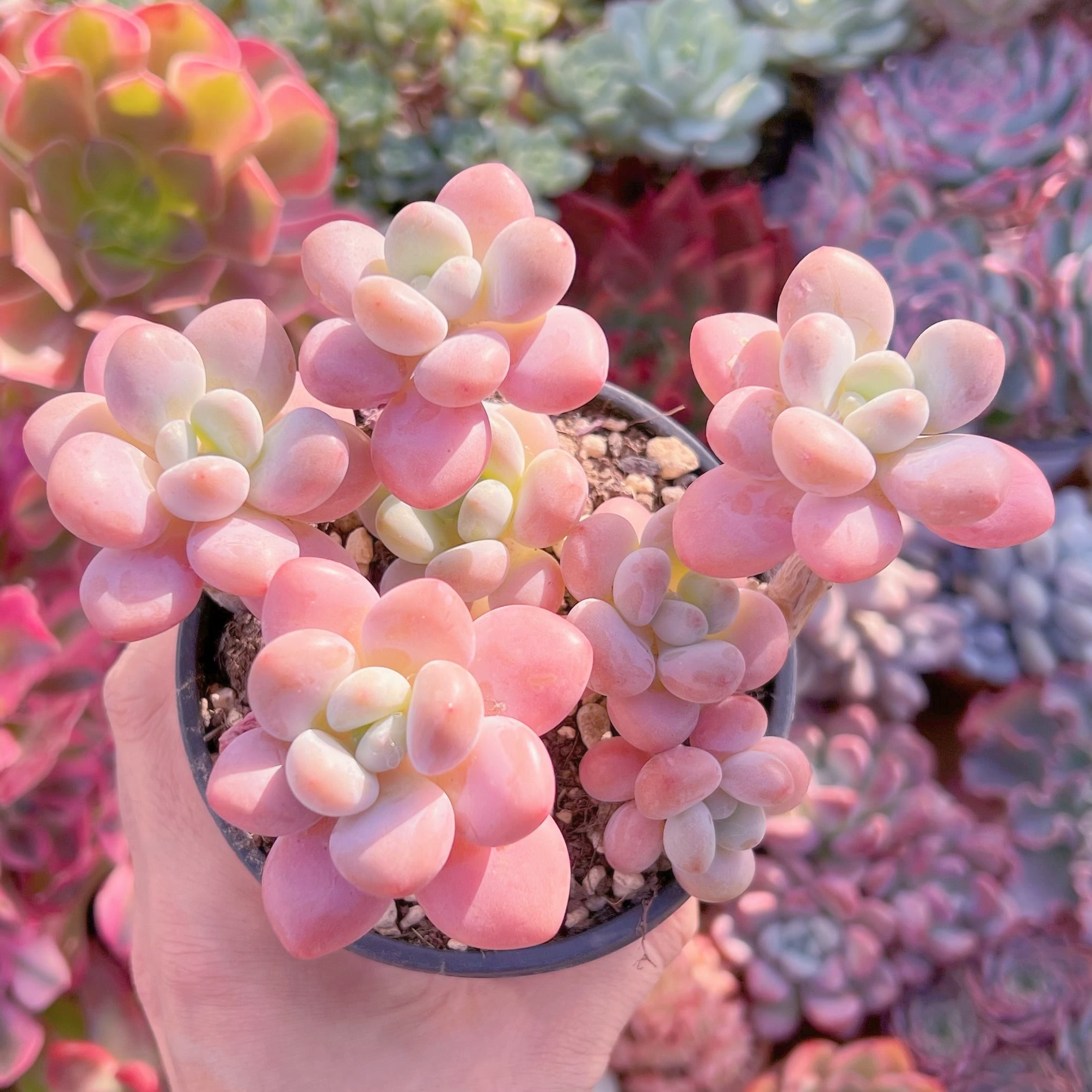 現品　マカロン#030   るる農園