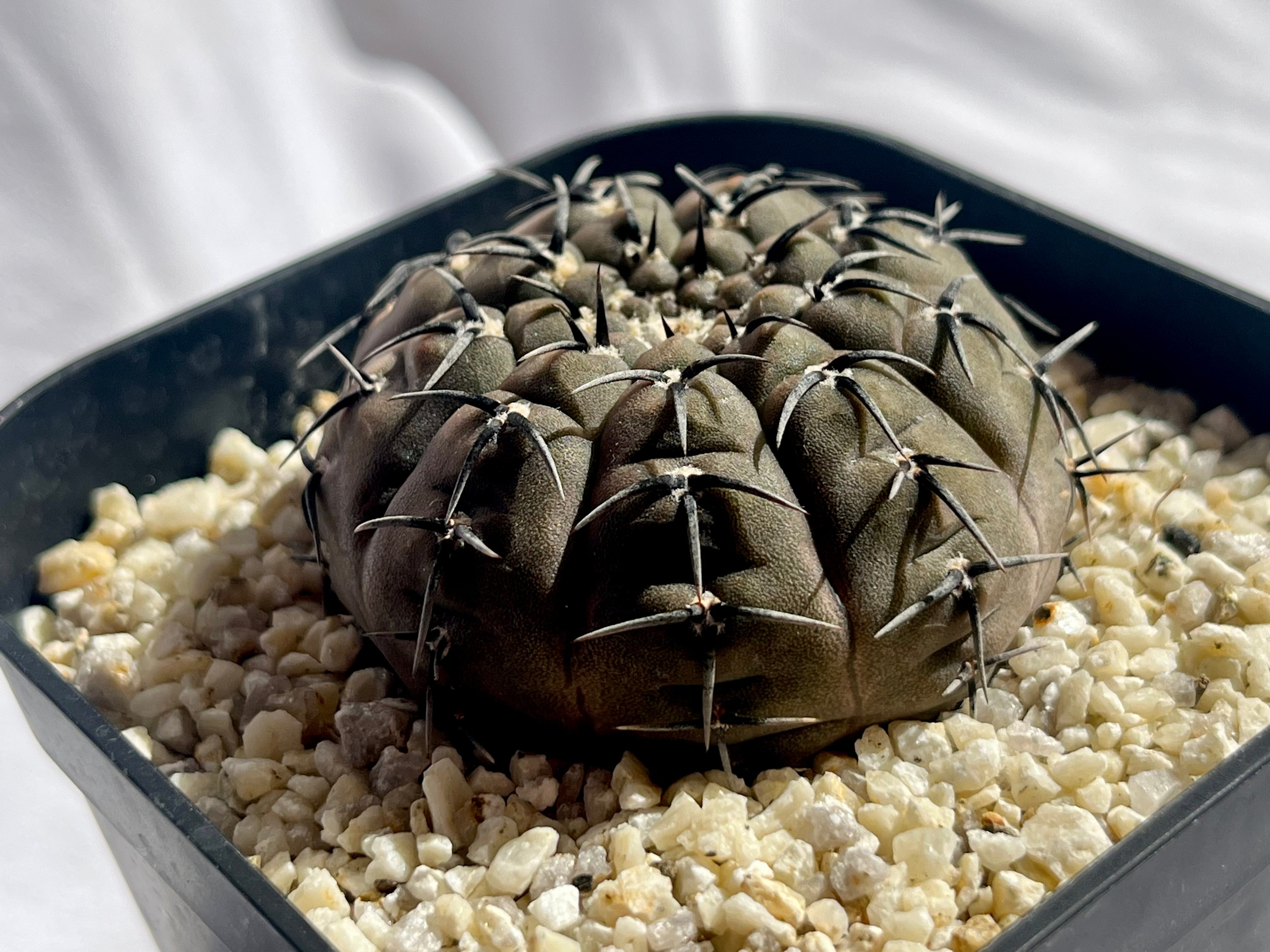 Gymnocalycium asterium ギムノカリキウム 黒刺鳳頭 サボテン | plants