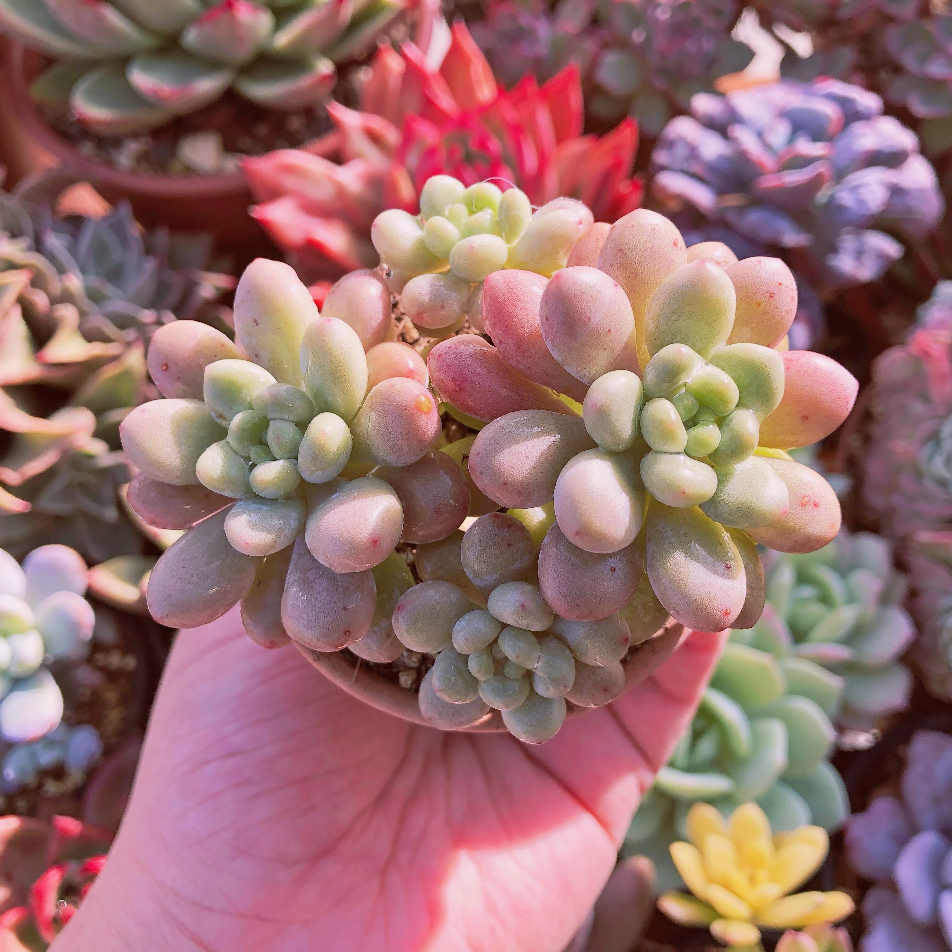 多肉植物　Daphne　3～5頭　群生