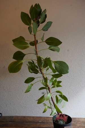 プロテア アークティックアイス③(1F)