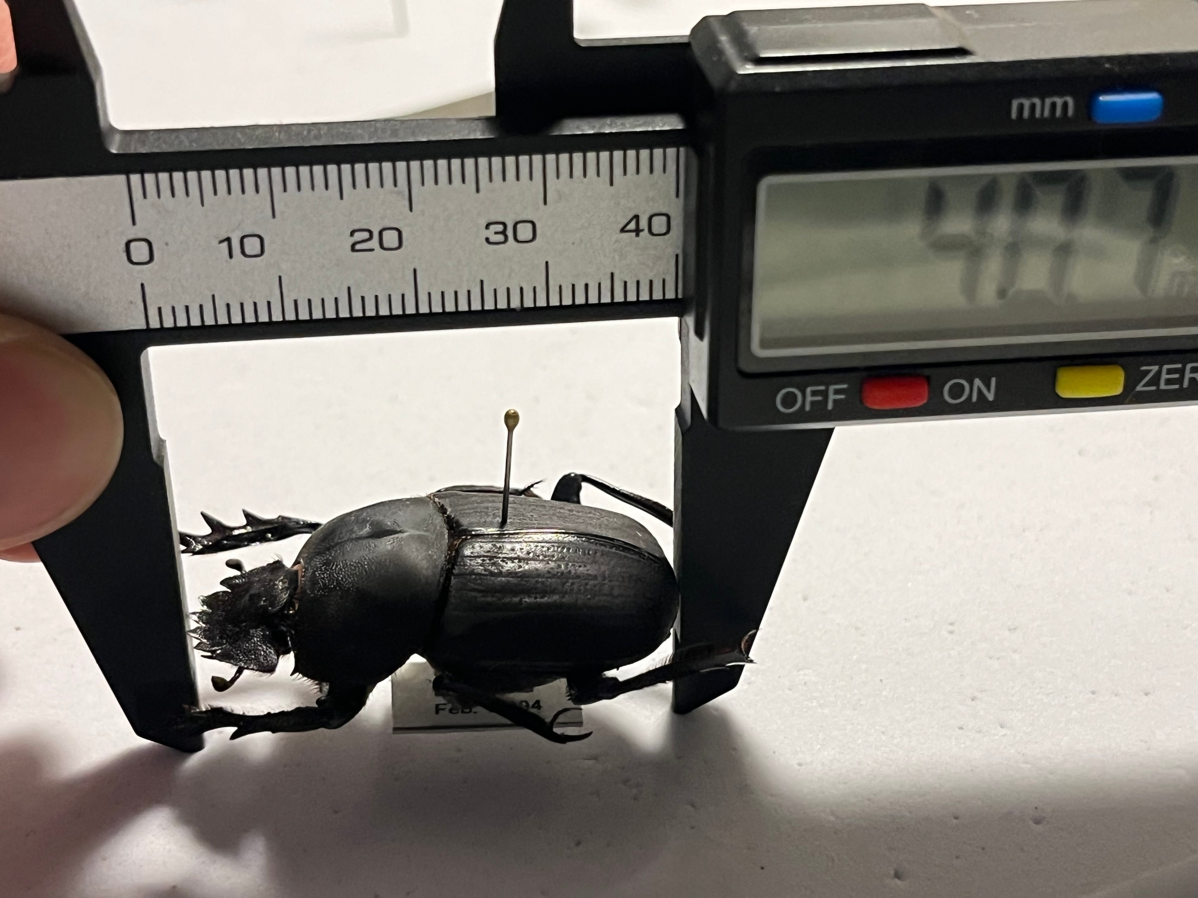 糞虫標本】タマオシコガネの一種 Pachysoma 糞虫フンコロガシ甲虫昆虫