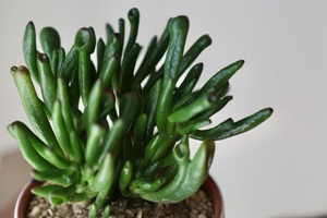 宇宙の木/Crassula portulacea f. monstrosa　※陶器鉢付き  #水やり頻度が少ない