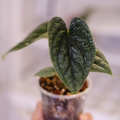 ルクスアリンス シルバー│Anthurium luxurians silver②│観葉植物