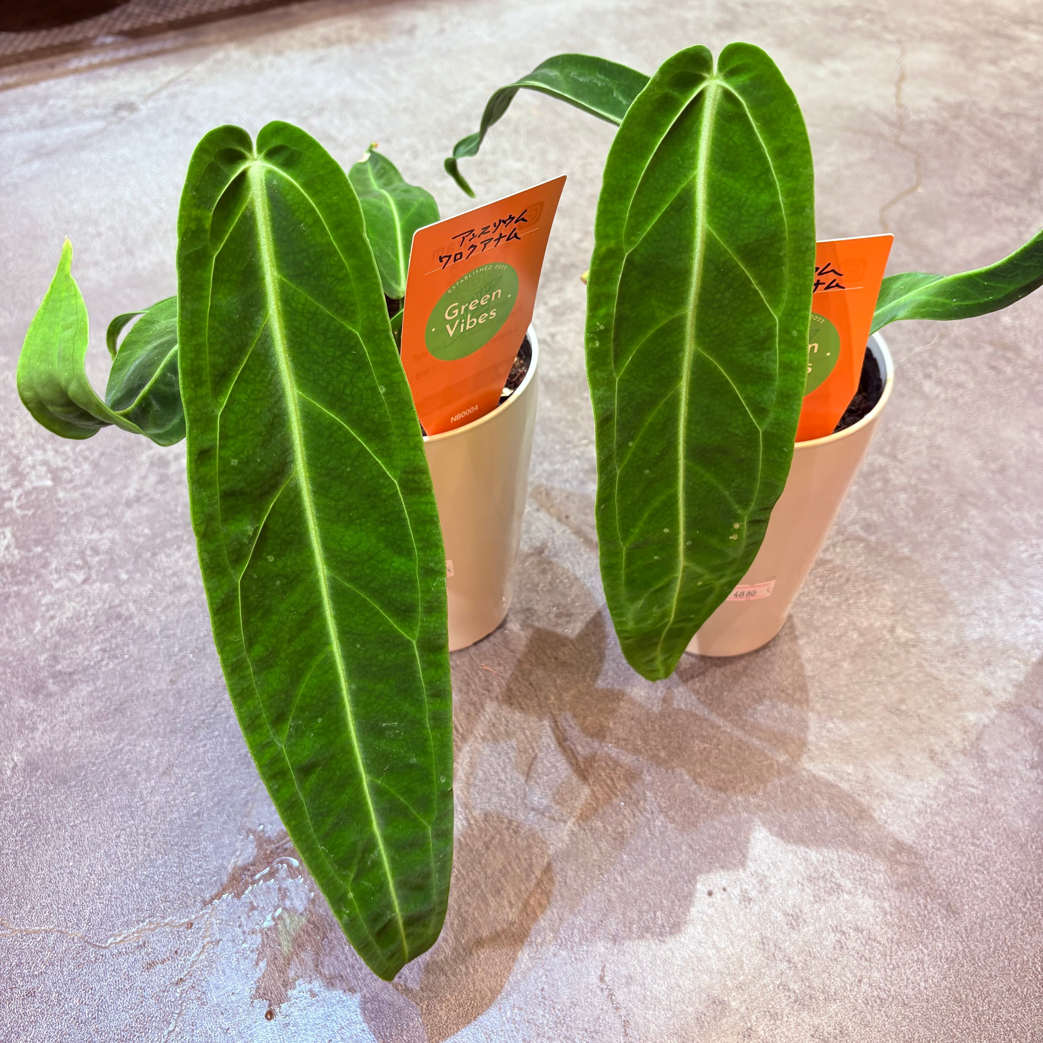アンスリウム ワロクアナム 4号 | Green Vibes 宇都宮市の観葉植物専門店