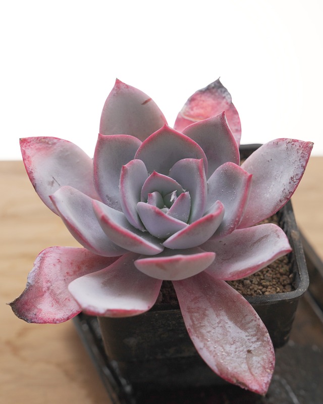 抜き苗 ホワイトロータス Echeveria 'White Lotus'