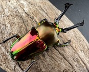 《ニジイロクワガタ 60.5mm ペア》